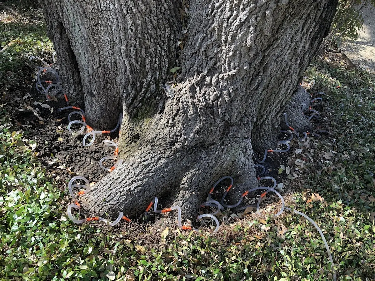 Detailed Tree Cabling and Bracing job site in Eight Mile
