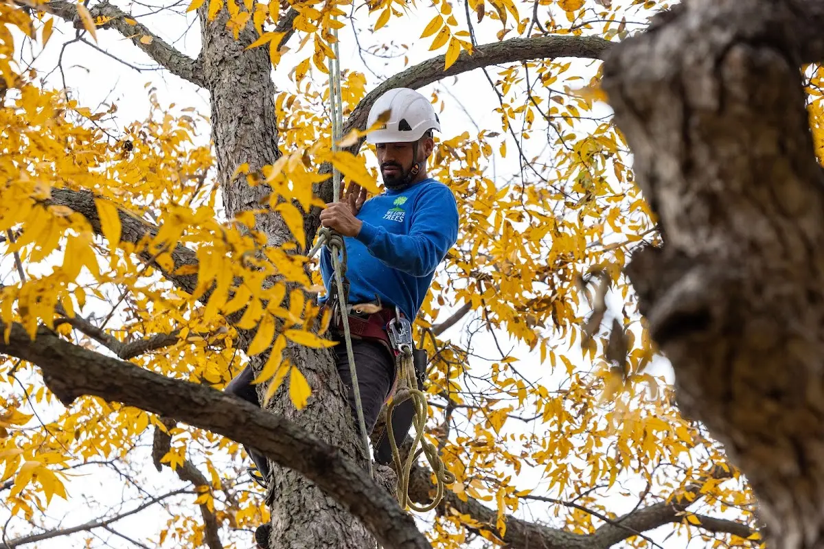 Skilled Tree Trimming crew working in Eight Mile